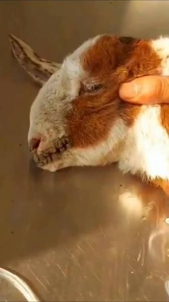 PPR IN SHEEP: A SILENT THREAT TO FLOCK PRODUCTIVITY